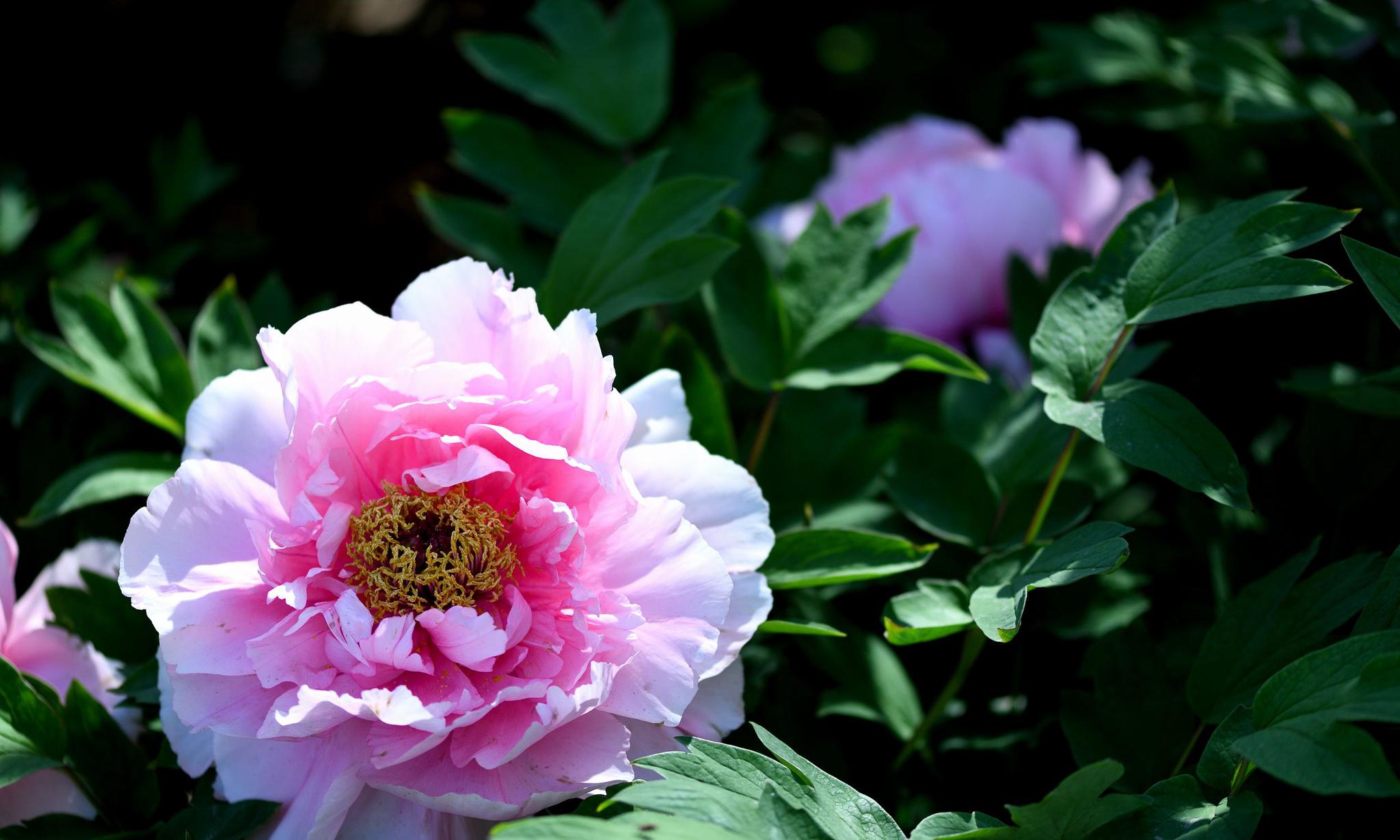 定格洛阳牡丹——大朵的牡丹花开,怎么看都漂亮