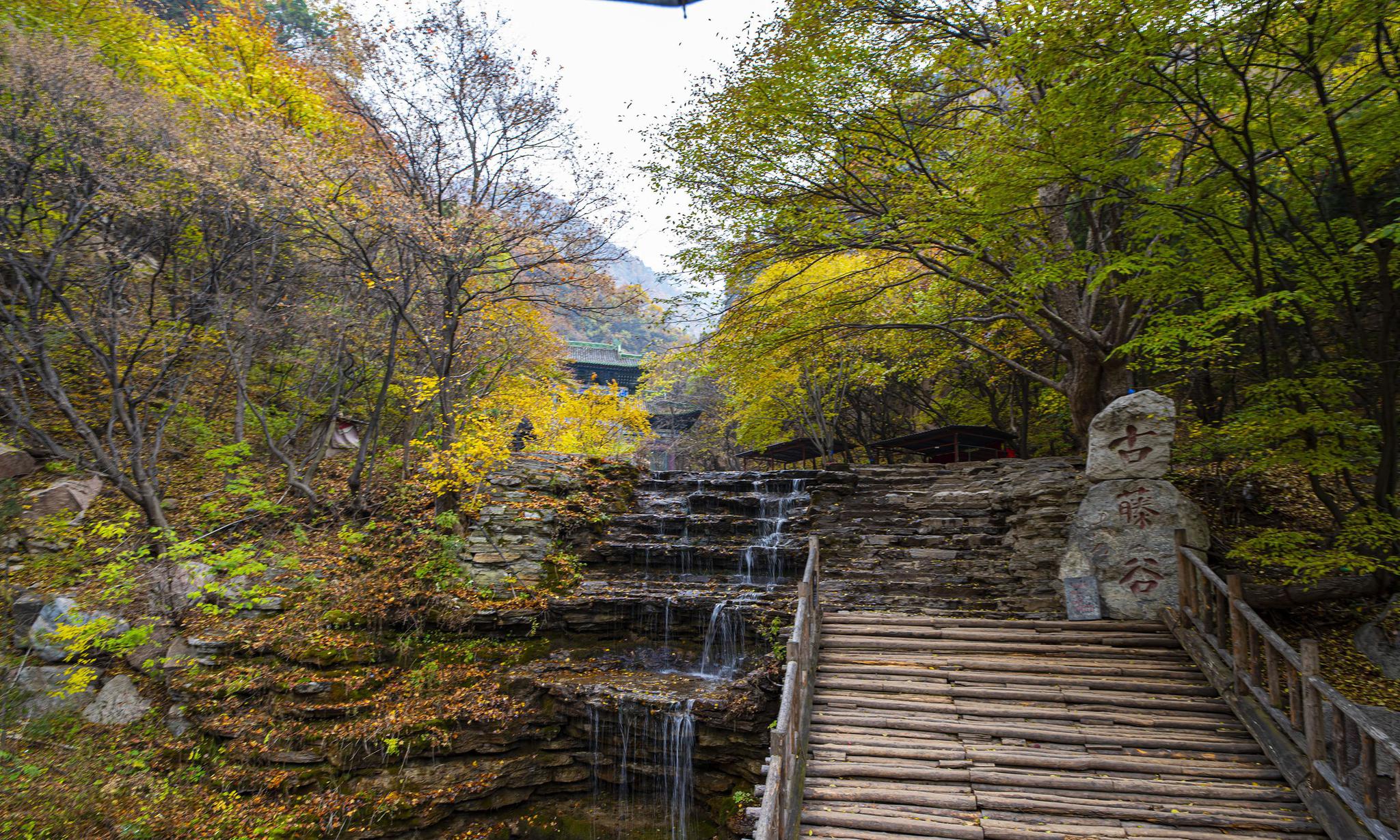 只身一人走进深山古藤谷,这里安静的只有落叶声,有点慎人恐怖