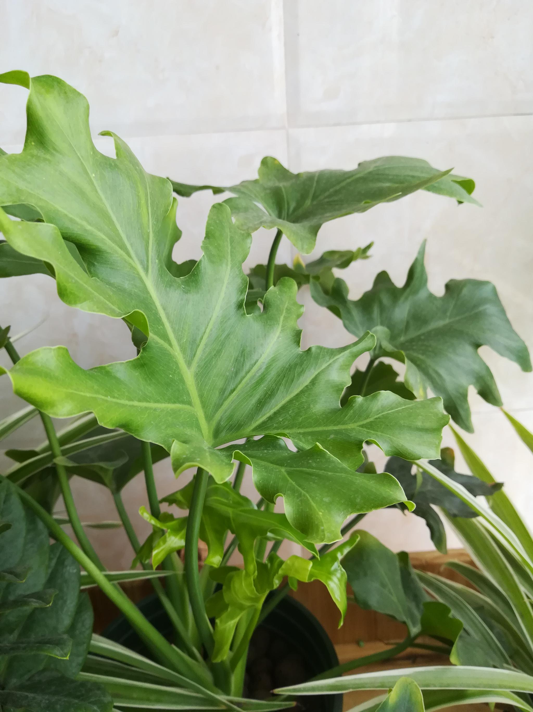 春羽室内种植长得快:3点方法,叶片多多|春羽|施肥|新叶_新浪新闻