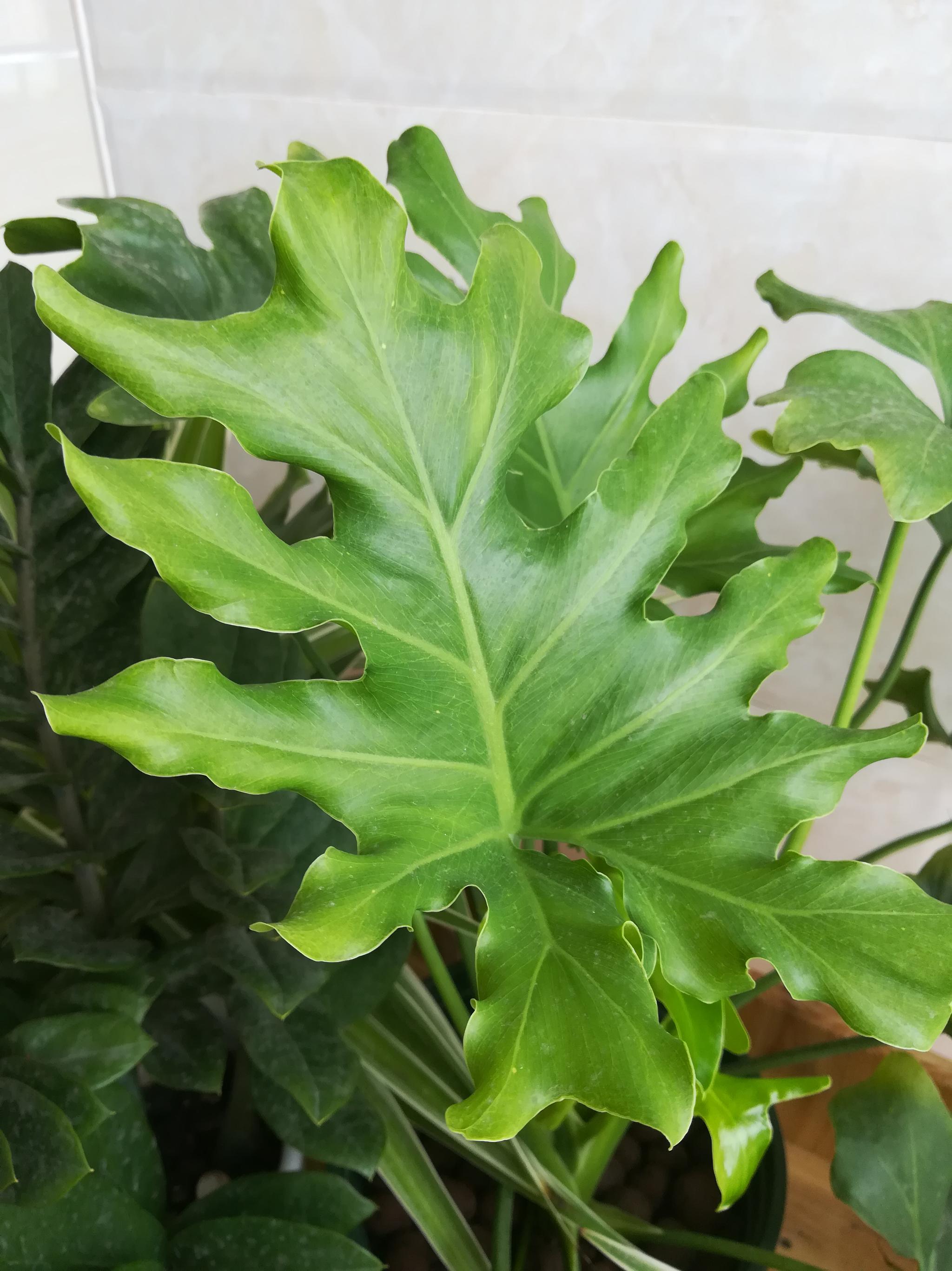 春羽室内种植长得快:3点方法,叶片多多|春羽|施肥|新叶_新浪新闻
