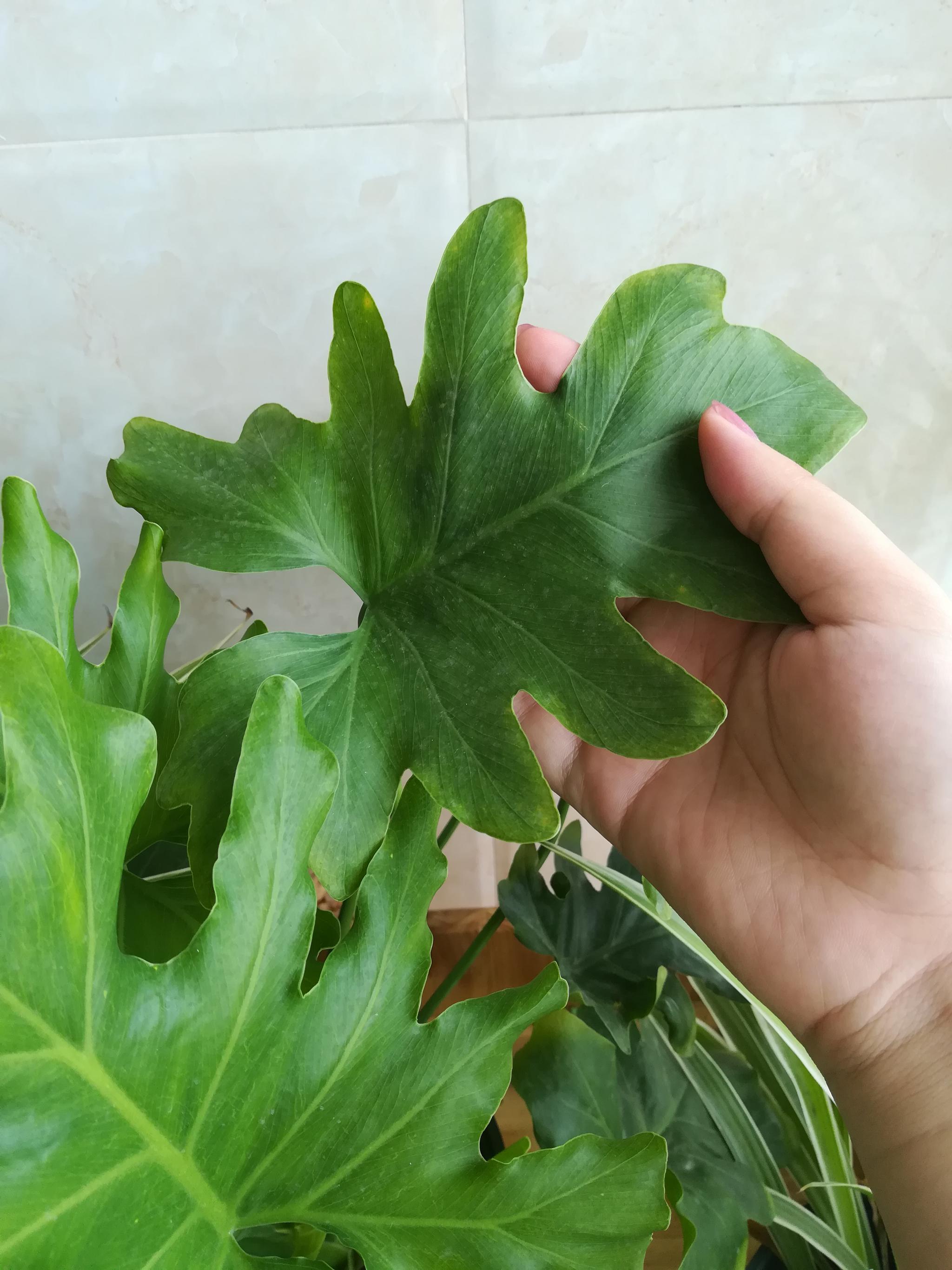 春羽室内种植长得快:3点方法,叶片多多|春羽|施肥|新叶_新浪新闻