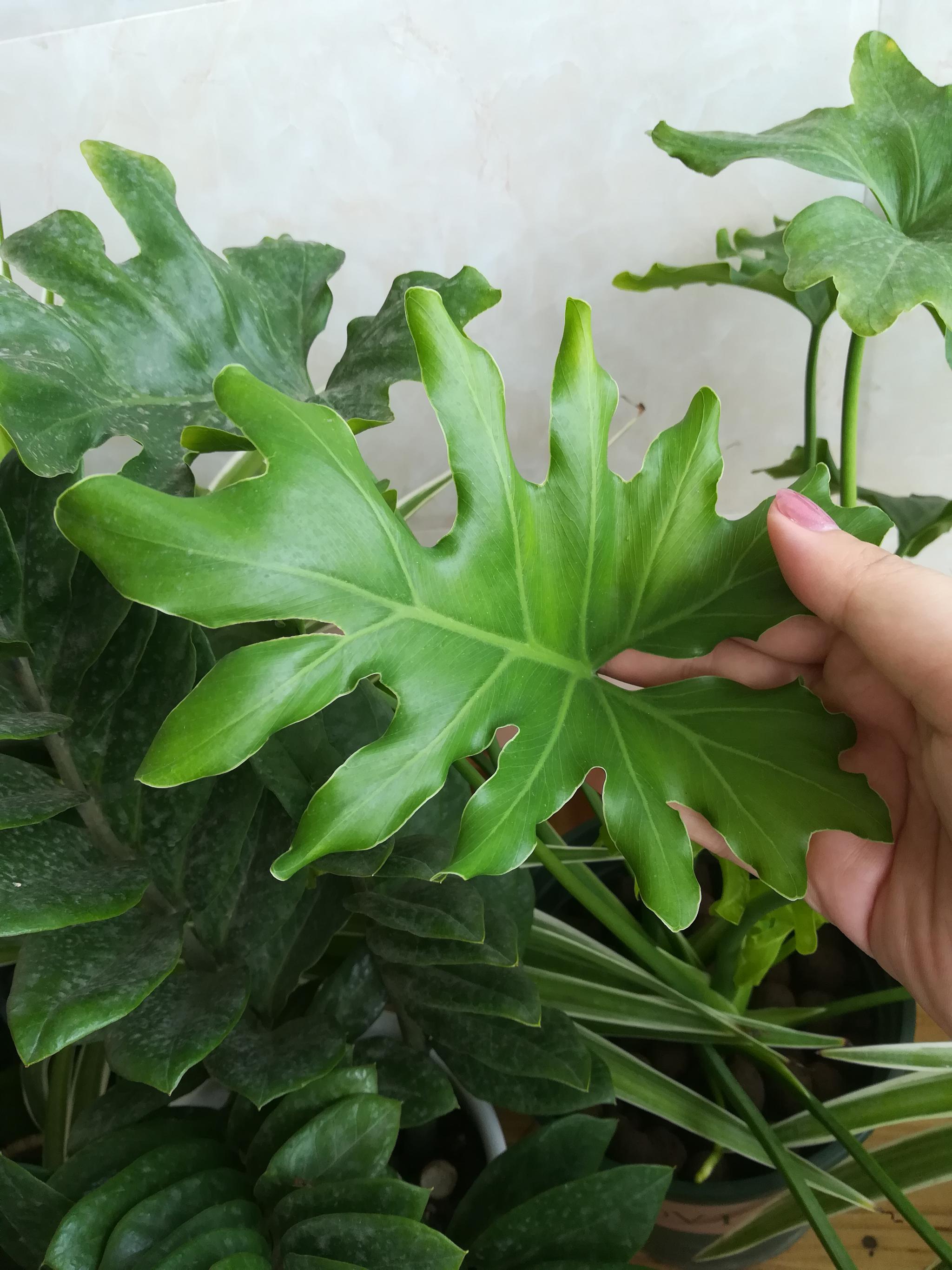 春羽室内种植长得快:3点方法,叶片多多|春羽|施肥|新叶_新浪新闻