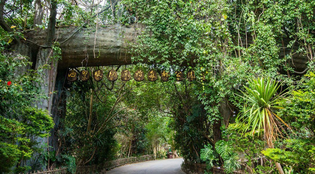 到西双版纳原始森林公园,感受无雕琢的生态美