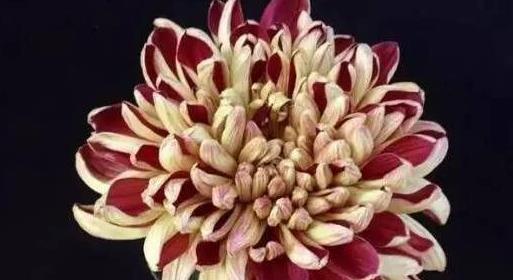 想养菊花?选"香山雏凤"不但开花2色,还显富贵,养上值了