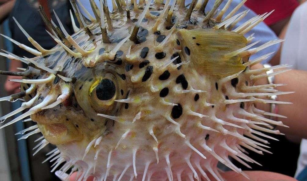 这种鱼生气变"刺猬",有剧毒却卖100多一斤,好吃却无法养殖