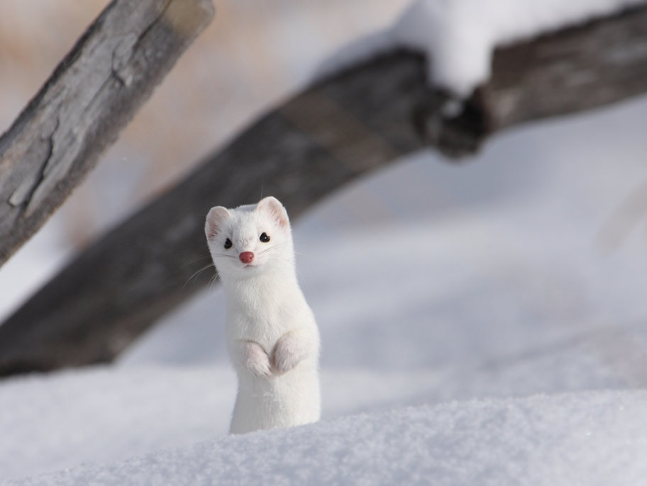 萌里透着一丝喜感~ 雪鼬