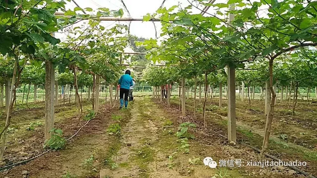 五月探尋之旅梧州仙蹟桃花島陽光玫瑰葡萄園