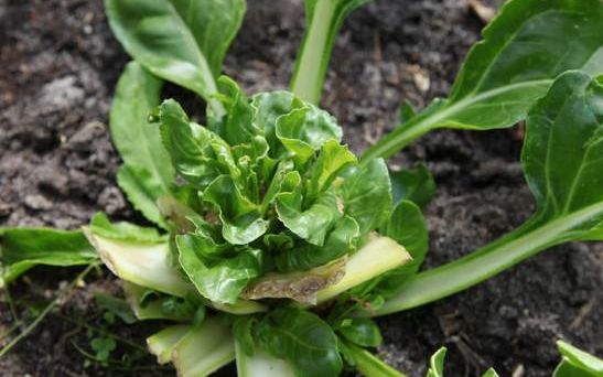继红薯叶后又一"猪食"成饭桌新宠,菜叶越掰长得越高,你吃过吗