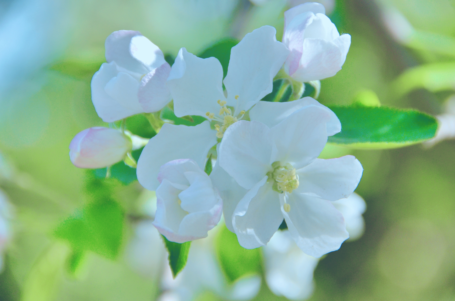 美丽的垂丝白海棠原创摄影