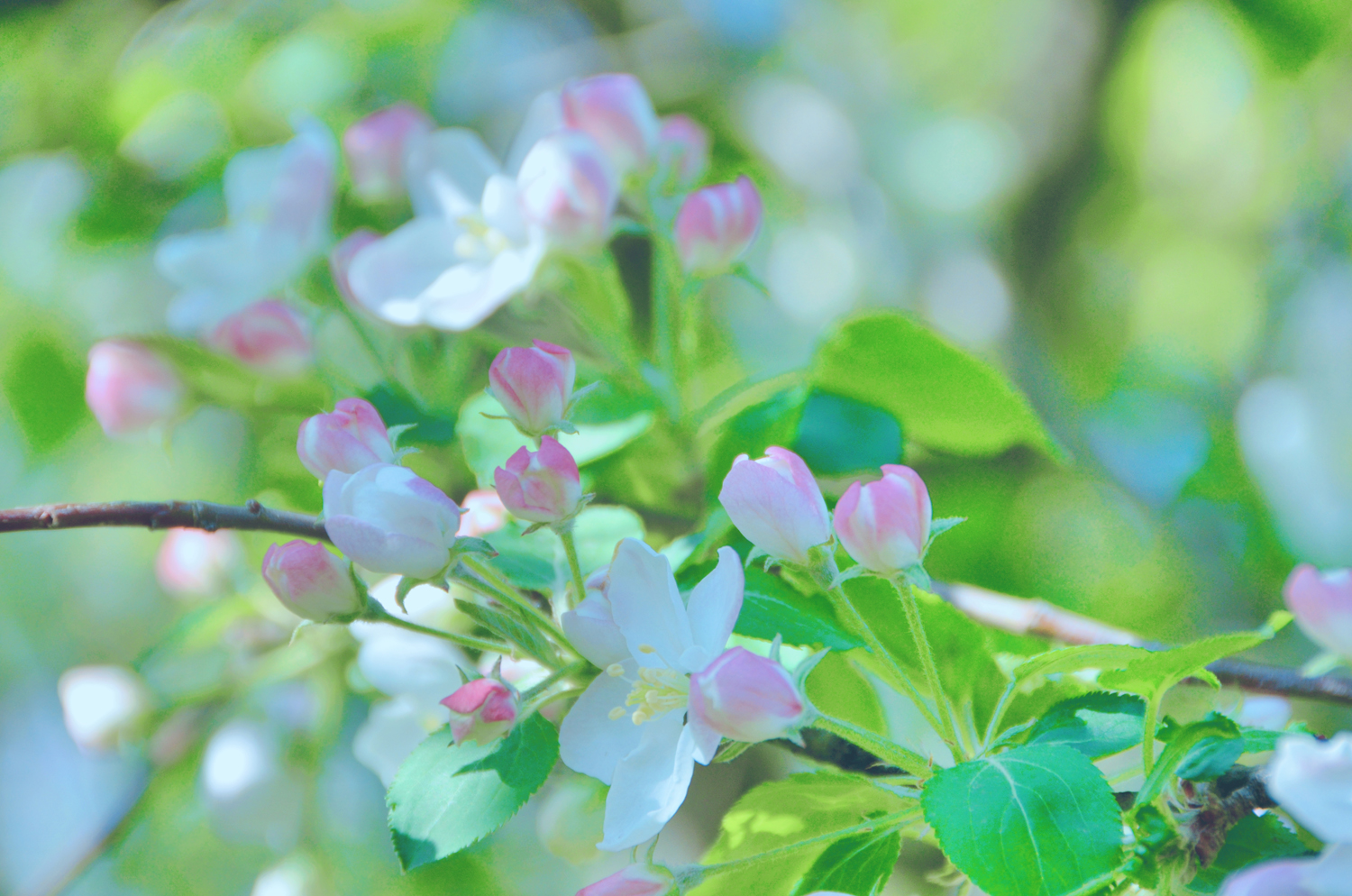 美丽的垂丝白海棠原创摄影