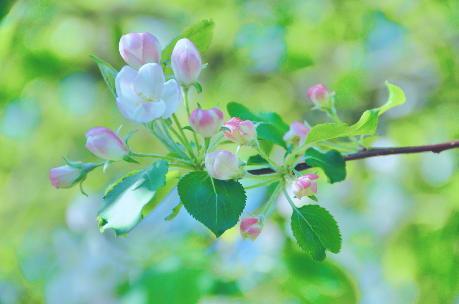 美丽的垂丝白海棠原创摄影