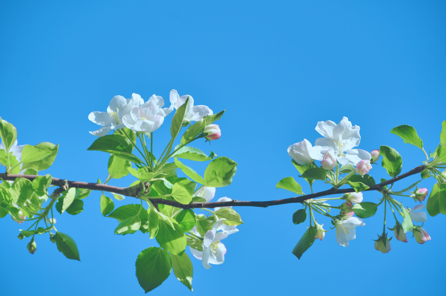 美丽的垂丝白海棠原创摄影