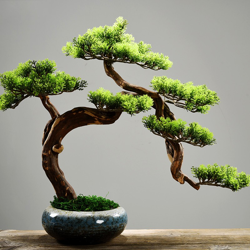 不如养一盆迎客松树桩盆景,美观又雅致