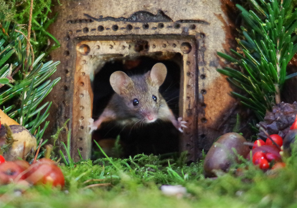 他是唯一把老鼠拍可爱的摄影师,打开第一张就被萌翻了!