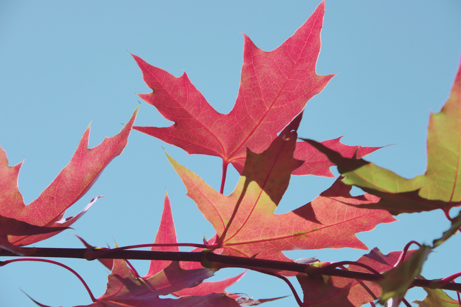 秋天的枫叶色彩缤纷,原创摄影