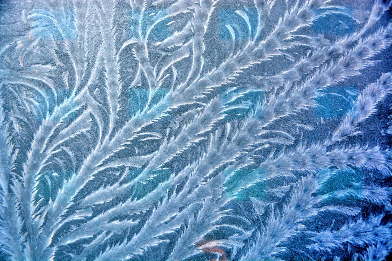 像树一样清晰完整的霜花原创摄影