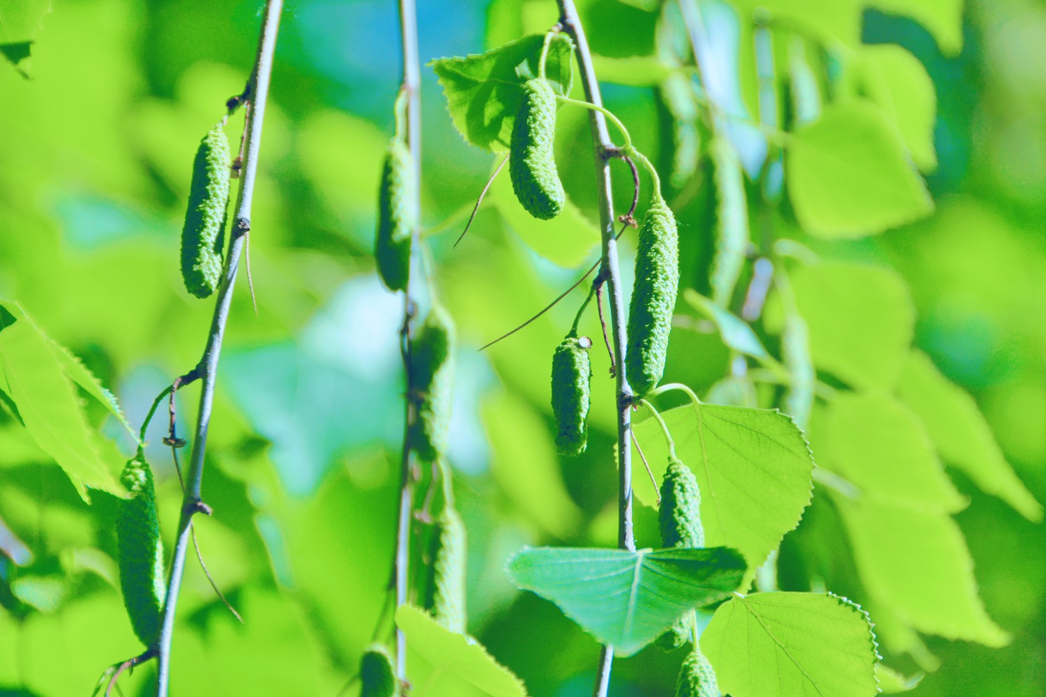 白桦树的种子很可爱原创摄影