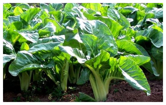 农村常见的一种蔬菜人称猪婆菜味道鲜美价值高