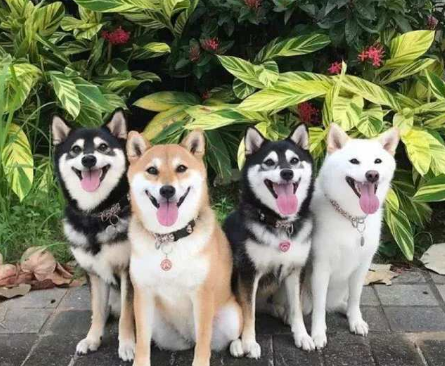 一口气集齐四只三种不同花色的柴犬是种什么体验看看就知道了