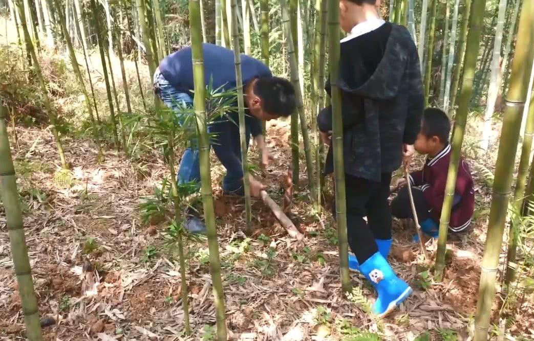 农村妈妈带孩子上山挖雷笋一个接着一个收获满满很是过瘾