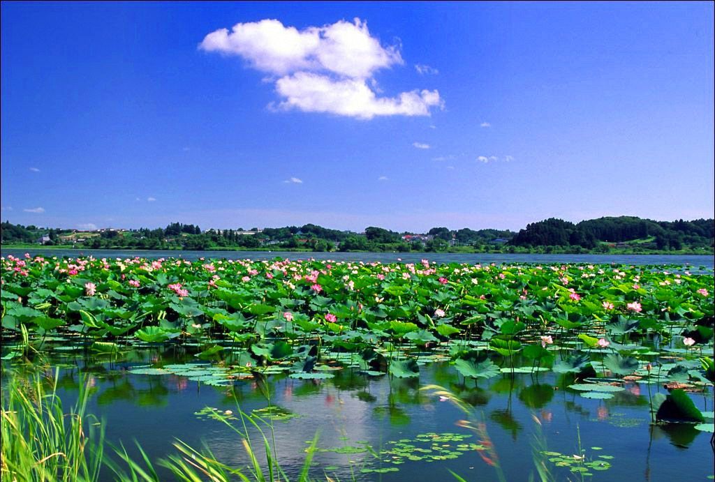 碧水清波荷花香,洪湖水呀浪打浪.荆州洪湖赏荷记