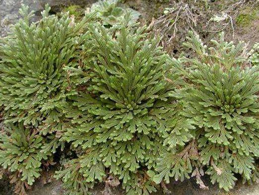 传说中的"九死还魂草",农村路边到处都是,药用价值极高