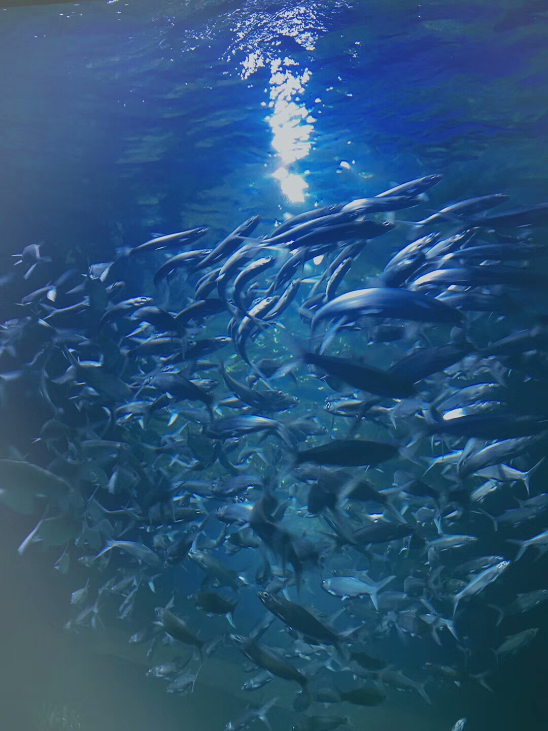 银川悦海新天地的幻太奇海洋公园
