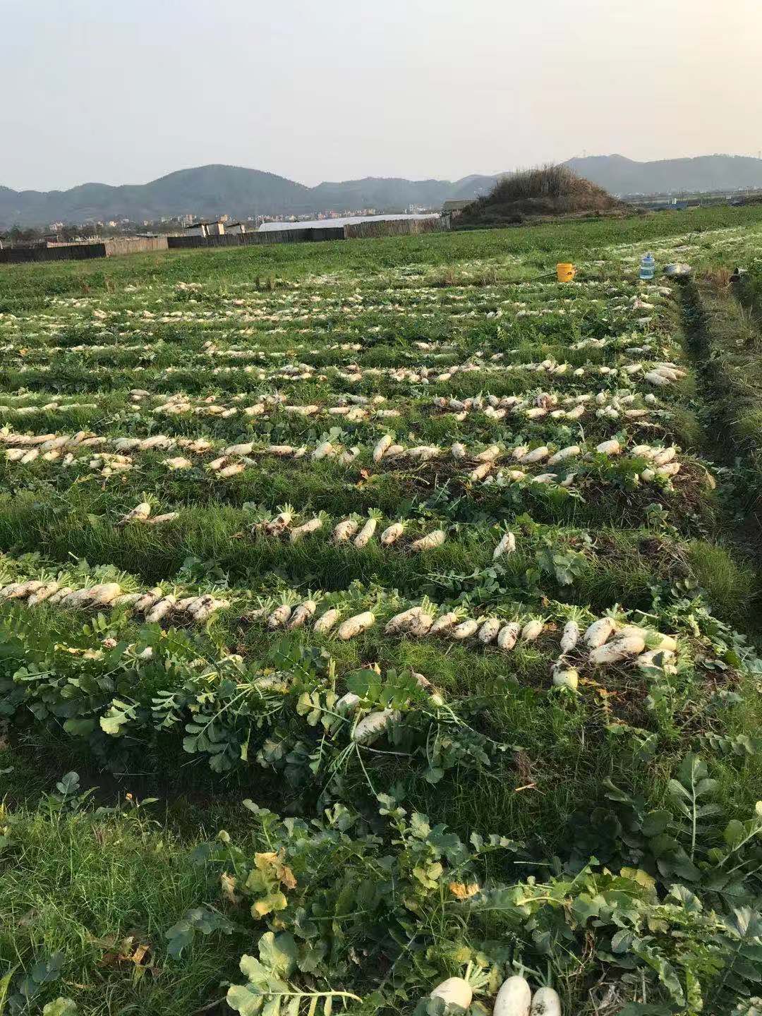 爱心助农|龙安镇杨前村70万斤白萝卜待销!