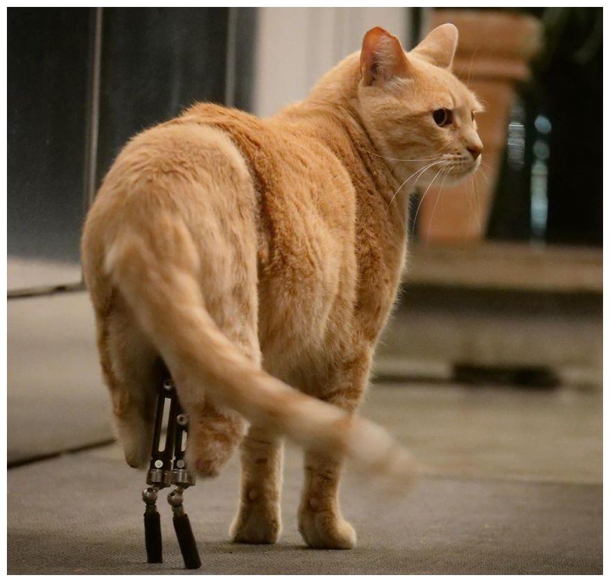 这只猫的双腿都被截肢,现在它依然快乐生活,已成互联网明星