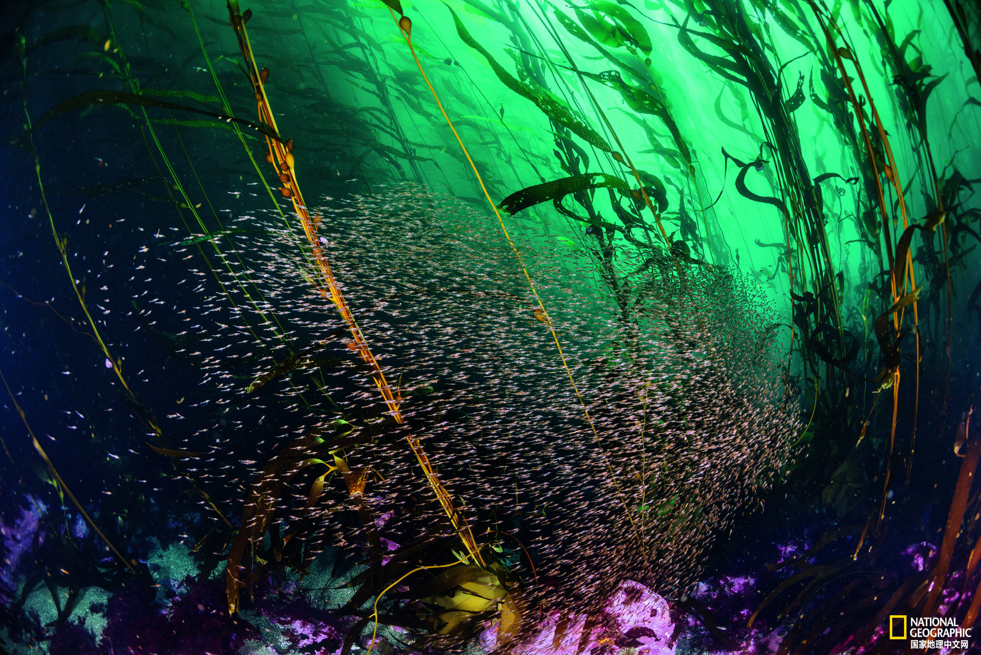 智利|巨藻|恩里克_新浪新闻