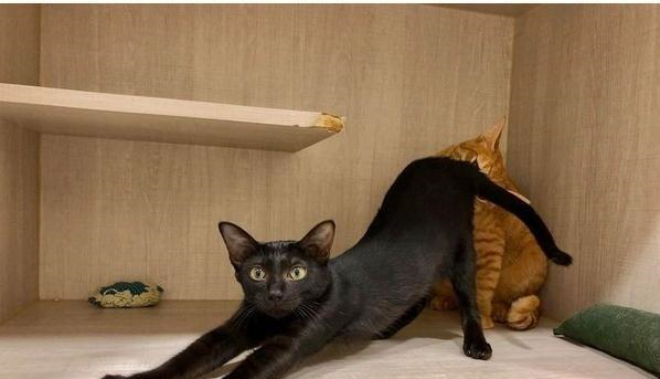 黑猫伸懒腰,不小心把屁股怼到橘猫脸上,两只猫的表情太有戏