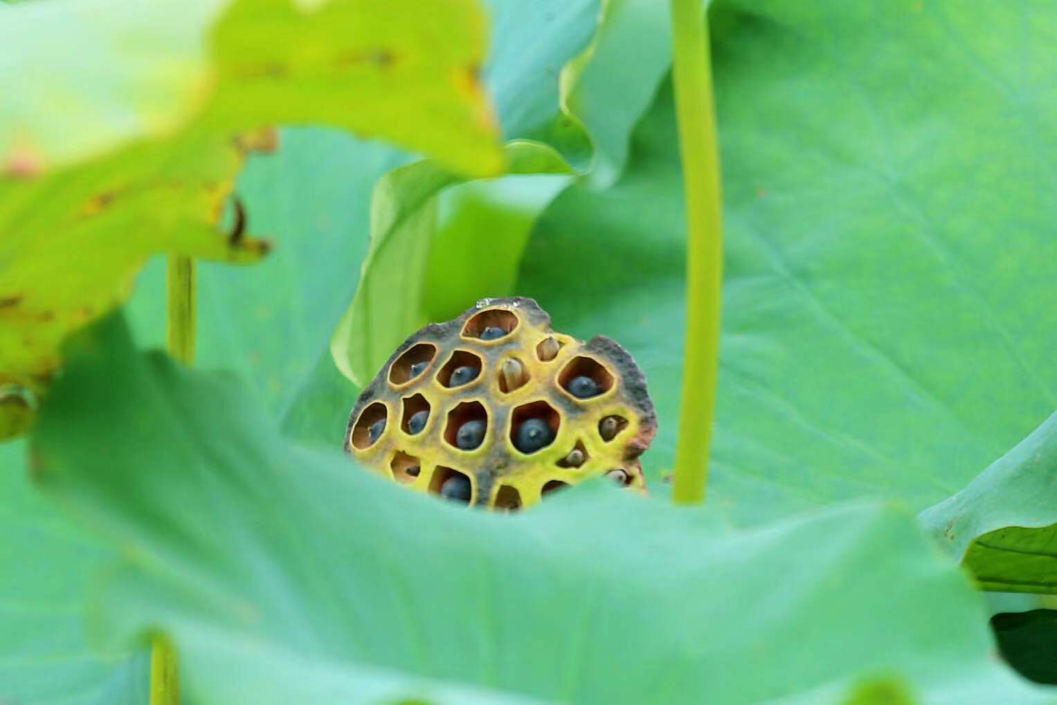 夏末初秋,水塘里的莲蓬娇羞的躲在荷叶中