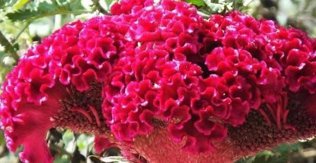 野菜,也是认识很多的野草花朵,今天给大家带来的是农村的一种大红花