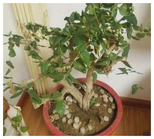 花香四溢,可以很好的清除厕所臭味,还有不错的杀菌效果,金银花