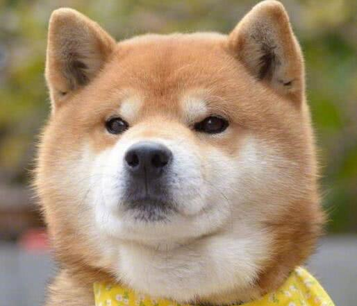 主人脑洞大开戏弄柴犬买狗头蛋糕吃狗狗的表情亮了