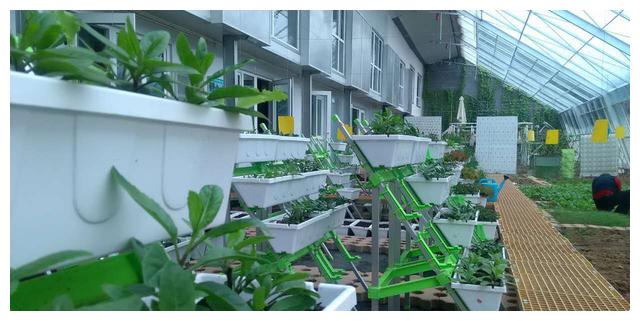 架上兰花开,水中鱼儿游,生态立体养殖模式效益可观,你值得拥有