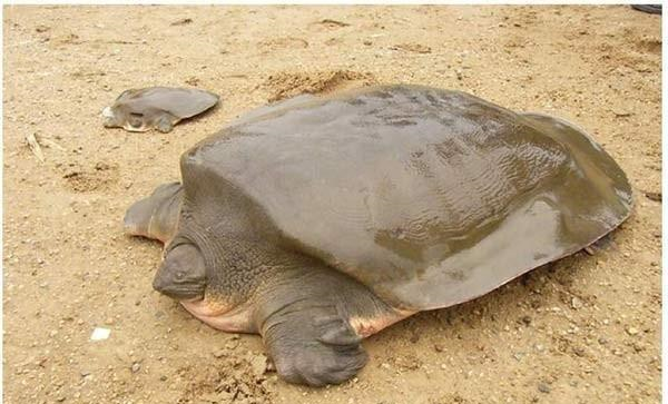 老汉发现的青铜大鼋正好丰富了得文物的经历.