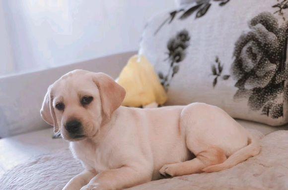 如何正确的饲养一只拉布拉多犬新手需要注意这几点