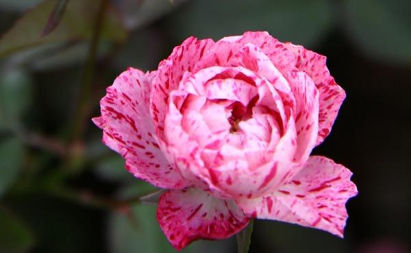 月季雪花肥牛,又名蜡烛夫人,花色会随着温度而变化,美的特别!