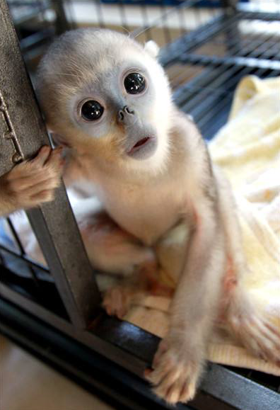 刚出生的动物宝宝,太萌了!