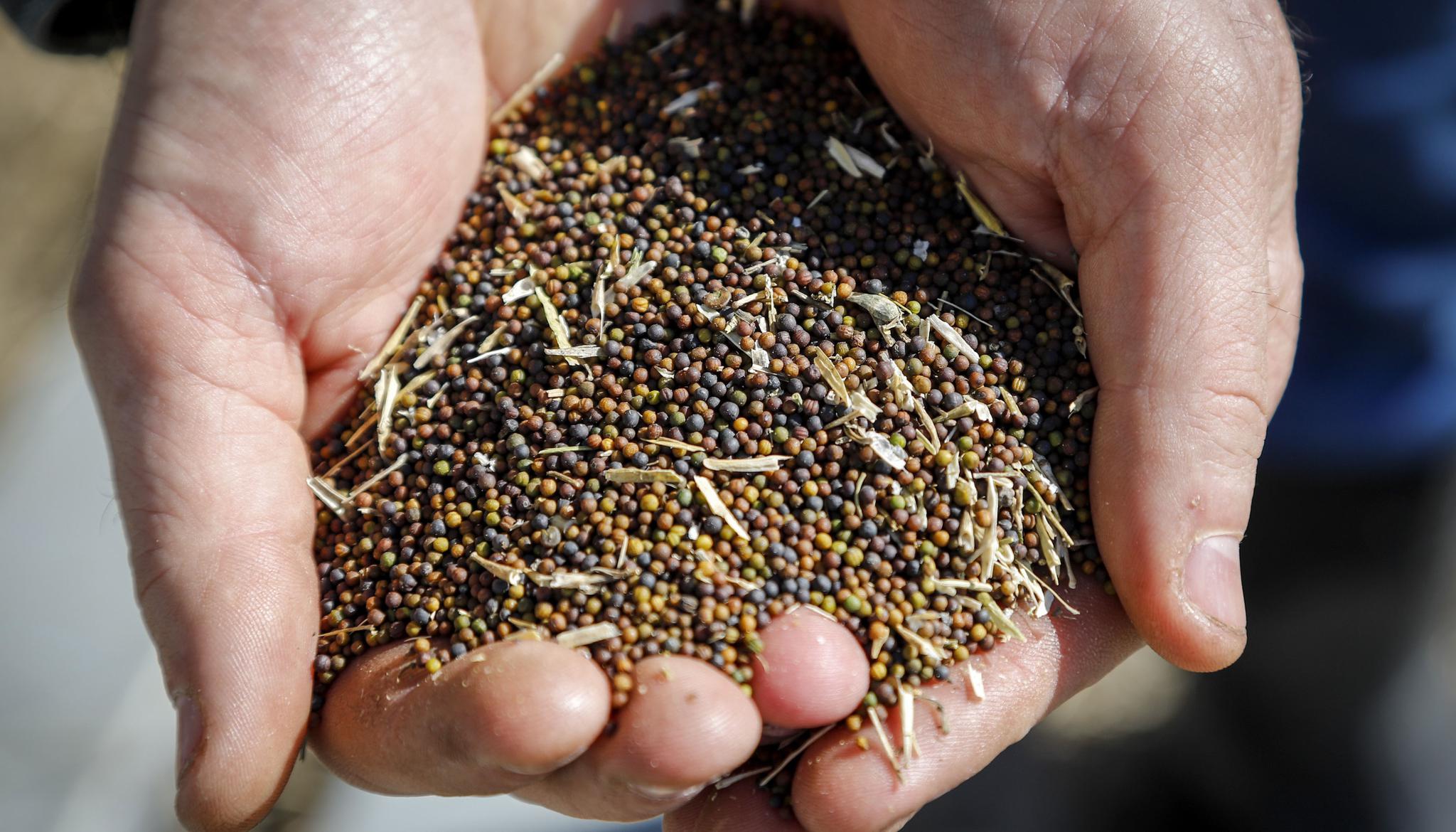 实际上,据美国农业部海外(fas)数据显示,俄罗斯油菜籽种植面积在2019