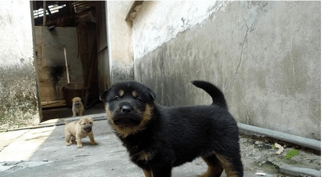 传说中的四眼狗, 中华田园犬, 看家护主的绝佳选择!|土狗|田园|犬种_新浪新闻