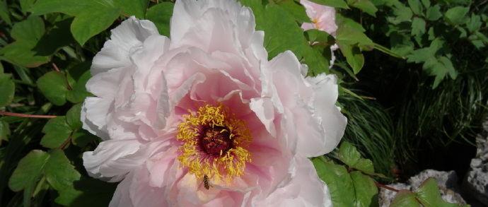 喜欢菊花,不如养盆"牡丹凤丹系列"凤丹粉,粉嫩可爱,美丽淡雅