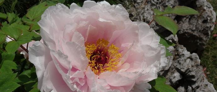 喜欢菊花,不如养盆"牡丹凤丹系列"凤丹粉,粉嫩可爱,美丽淡雅