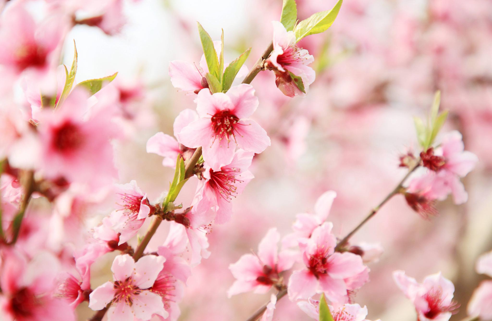 河南不起眼小镇竟藏万亩桃花源 偶遇萌娃上演最美春游图