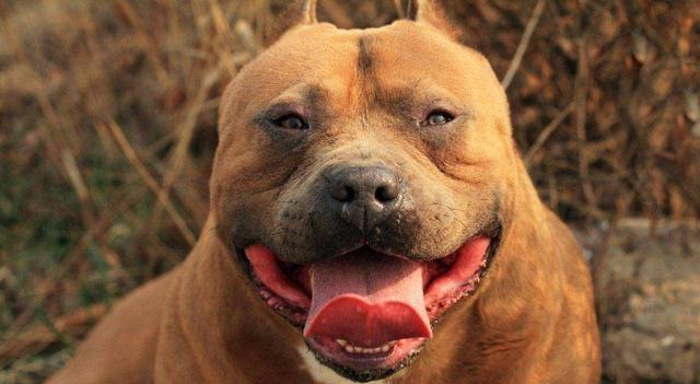 世界著名4大恶犬,光看外表就让人很害怕,更别说养了