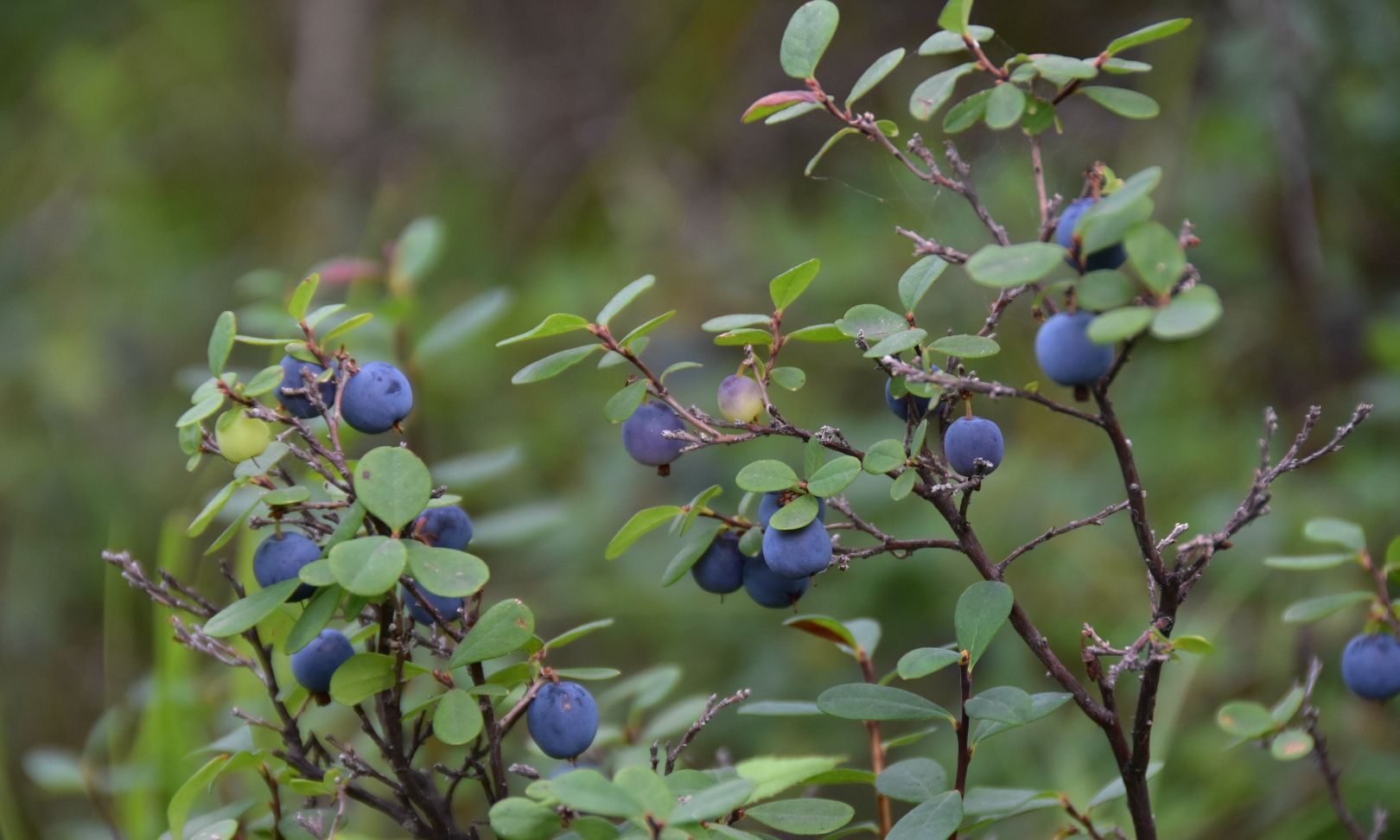 大兴安岭漠河野生蓝莓,七月未八月初是成熟的季节!_高清图集_新浪网