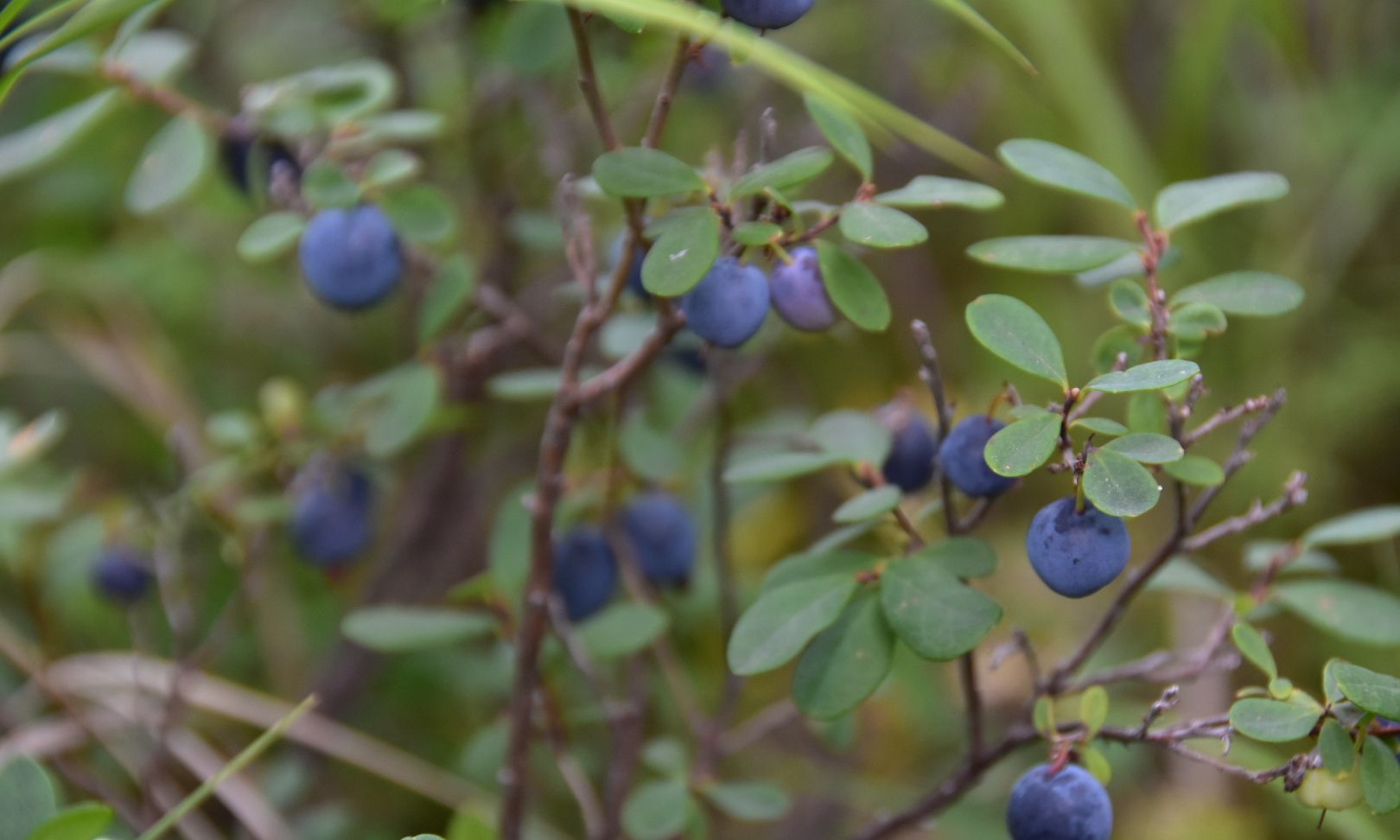 北极蓝野生蓝莓——来自北纬53度的蓝色珍宝（产地篇） - 知乎
