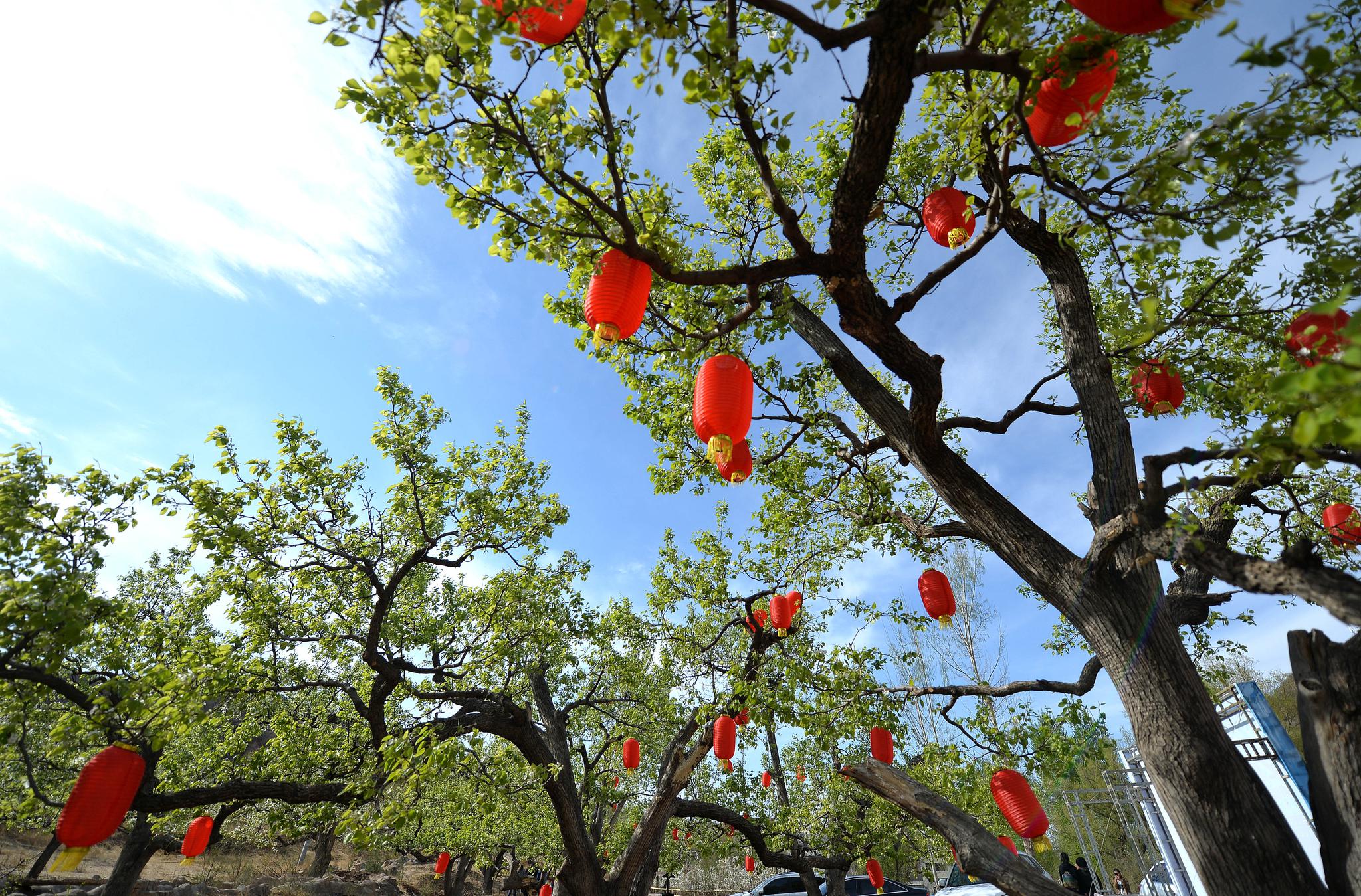 梨树挂灯笼吸睛无数成"网红":彻底打败"红配绿"土俗一说