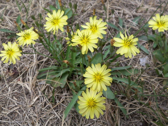 说说农村常见的"苦菜"|蒲公英|苦菜|苦荬菜_新浪新闻